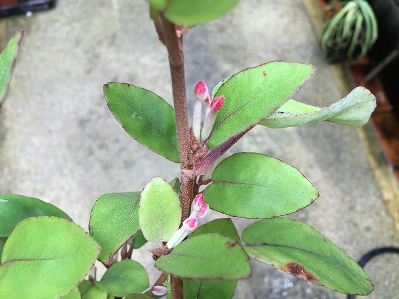 B. kisuluana